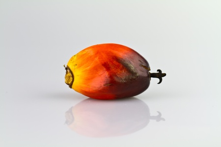 a single oil palm seed on a reflecting white surfaceの写真素材