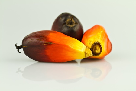 three oil palm seeds on a reflecting white surfaceの写真素材