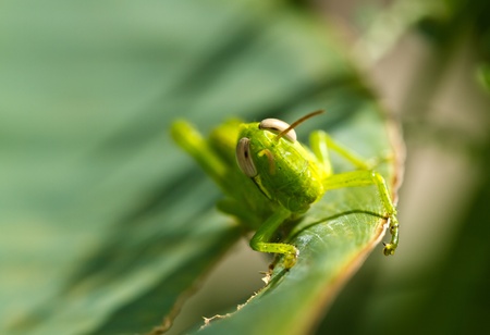 macro shot of a young grasshopper resting on a green leaf in the morning sunlightの写真素材