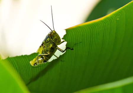 An adult grashopper peeking through the eaten leaf with bright background