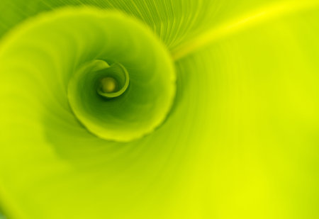 close up view of the unfoding leaf in the bright morning sun use as background