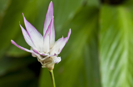 close up view of a light purple flower gainst the green background