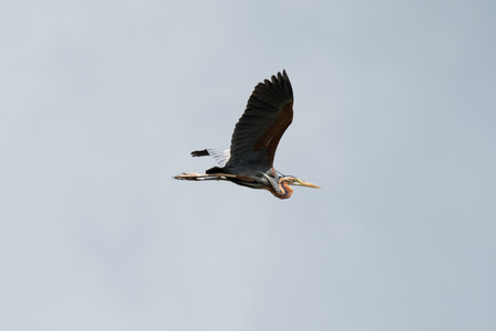 Purple Heron in flight against overcast sky as backgroundの写真素材