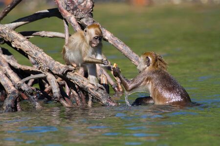 A juvenile Macaque receiving food from its mother with a grin on it face.の写真素材