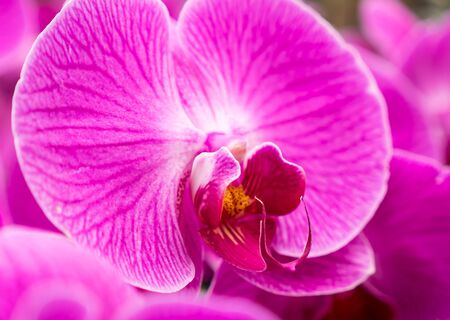purple colored orchid in close upの写真素材