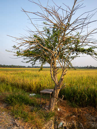 A lonely lemon tree in the paddy field in the morning lightの写真素材