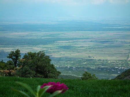 Fresh blooming fruit flowers in the sunny blue skyの写真素材