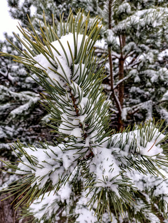 Snowflakes on needles of branches of Christmas tree