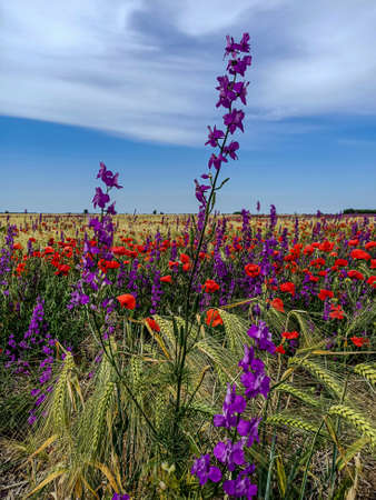 Beautiful mountain flowers on the green fieldの写真素材