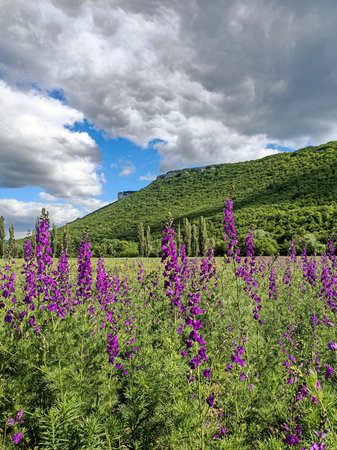 Field of purple lupine flowers under the cloud sky