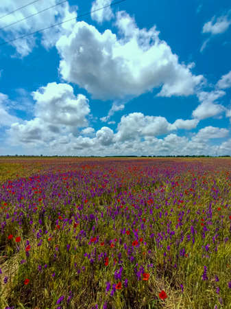 Field of purple lupine flowers under the cloud skyの写真素材