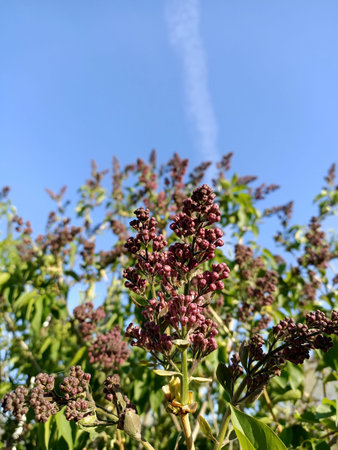 Branch of fresh blooming fruit flowers in the sunny blue sky