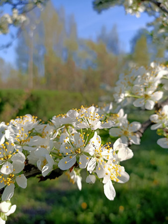 Branch of fresh blooming fruit flowers in the sunny blue sky