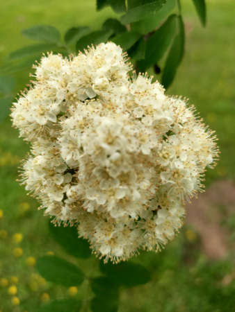 Fresh blooming fruit flowers in the sunny blue skyの写真素材