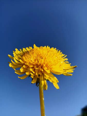 Fresh blooming fruit flowers in the sunny blue skyの写真素材
