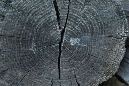 Photo of a cut of an old tree covered with cracks and radial ringsの写真素材
