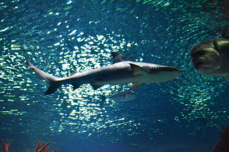 Large shark floating in blue waterの写真素材
