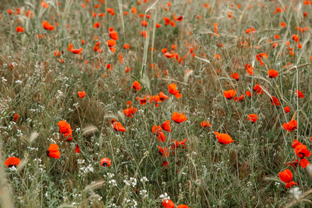 field with poppies and other flowers in the mountains in the rain. selective focusの写真素材
