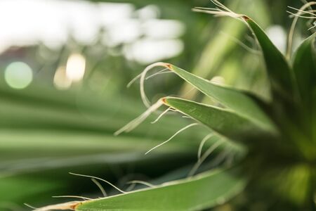 the texture of palm leaves in the rays of the setting sun. small selective focus areaの写真素材