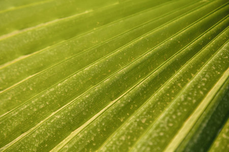 the texture of palm leaves in the rays of the setting sun. small selective focus area