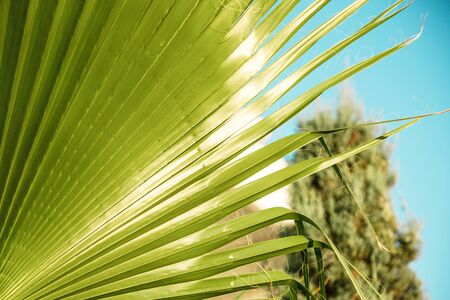 the texture of palm leaves in the rays of the setting sun. small selective focus areaの写真素材