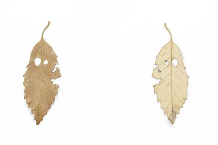 autumn dry leaf on white isolated background. front and back view.の写真素材