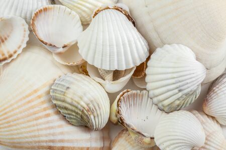 background of small shells beige shades on a white background.の写真素材