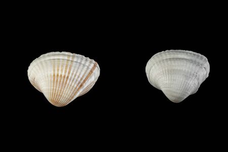 small shells of different shapes beige shades on a black isolated background.の写真素材