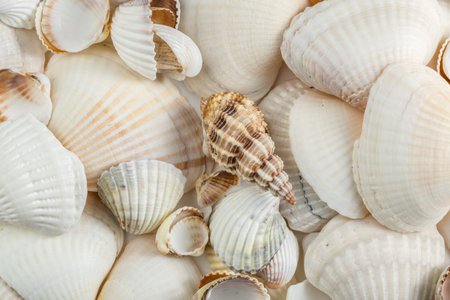 background of small shells beige shades on a white background.
