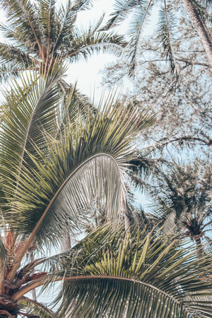 beautiful palm leaf background. sunset. summer.selective focus. low depth of focus. beautiful blurred background.の写真素材