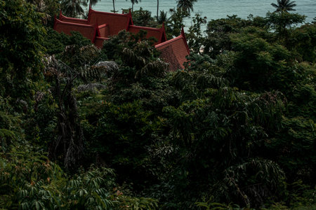 dense crowns of trees. jungle. Thailand. summer.the sun. dayの写真素材