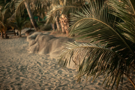 beautiful palm leaf background. sunset. summer.selective focus. low depth of focus. beautiful blurred background.の写真素材