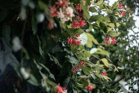 Quisqualis indica close-up. selective focus area,low focus depthの写真素材