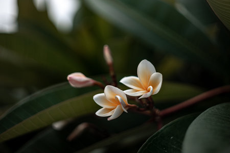 plumeria flower close-up. selective focus area,low focus depth.