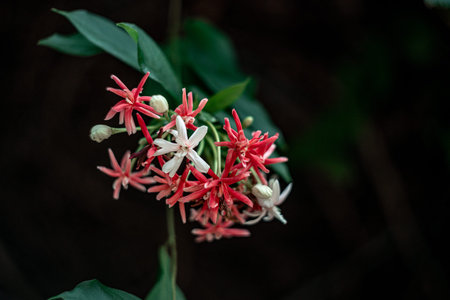 Quisqualis indica close-up. selective focus area,low focus depth