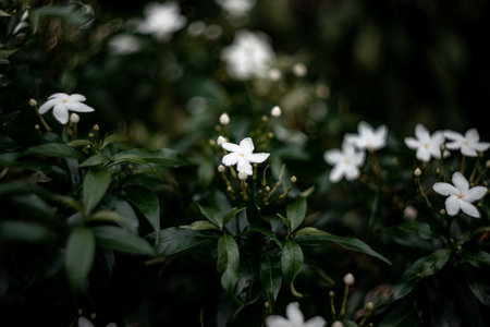 gerdenia crape jasmine close-up. selective focus area,low focus depthの写真素材