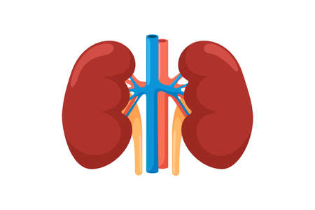 Kidney human internal organ. Urinary endocrine system front view anatomy vector illustrationのイラスト素材