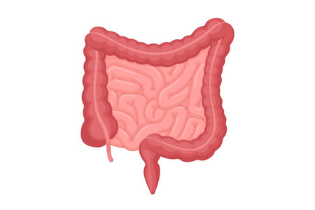 Human intestines anatomy . Abdominal cavity digestive and excretion internal organ. Small and colon intestine with duodenum rectum and appendix vector digestion illustrationのイラスト素材