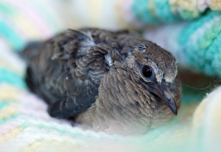  baby dove