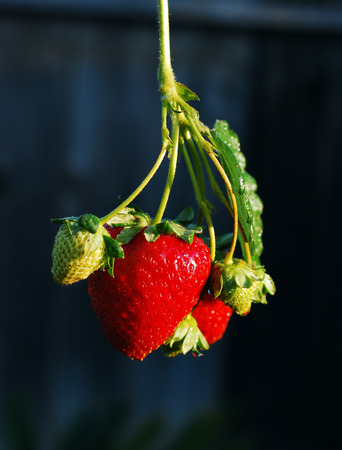 bunch of ripe strawberries on a green branchの写真素材