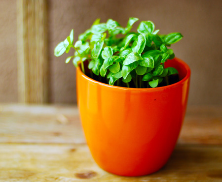 fresh green basil in a pot on a wooden backgroundの写真素材