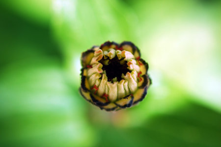 Zinnia flower bud on a green backgroundの写真素材
