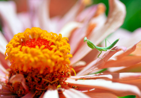 Praying  Mantis  Insect Flower in the garden.