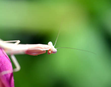 Praying  Mantis  Insect Flower in the garden.の写真素材