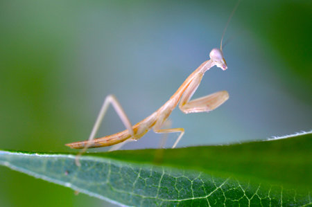 Praying  Mantis  Insect Flower in the garden.