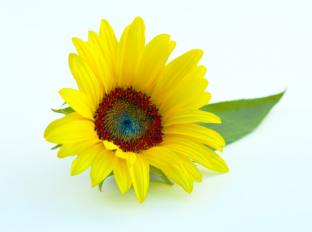 Sunflower with yellow petals and green leaves on the field.の写真素材