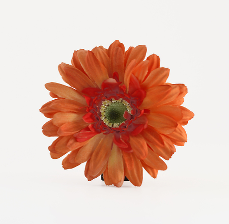Orange flower with petals and stamens on a white background.の写真素材