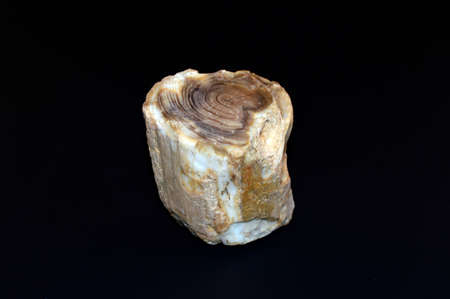 Petrified Woody brown color on a black background.の写真素材