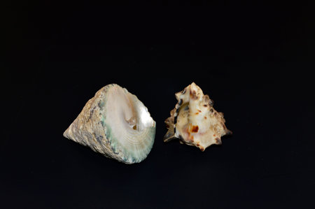 Colored nacreous shells on a black background.の写真素材