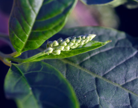 Phytolacca americana, Pokeweed with green leaves in the garden.の写真素材